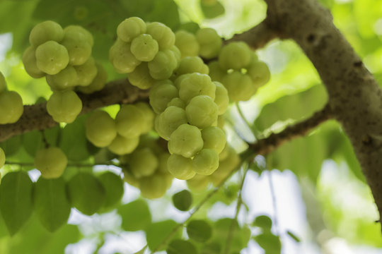 Thailand gooseberry fruit