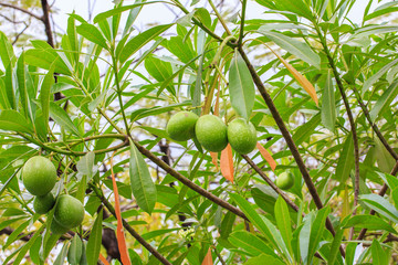 Suicide Tree, Pong-pong, Othalanga; Cerbera Odollam Tropical Pla