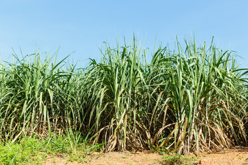 Obraz premium Sugar cane plantation