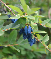 Honeysuckle berries on the branch
