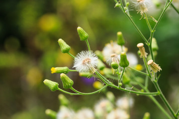 White Vernonia Cinerea (L.) Less Flowers.