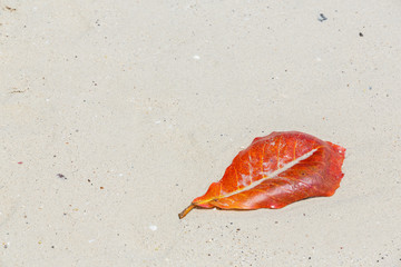 Sea almond leaf on beach