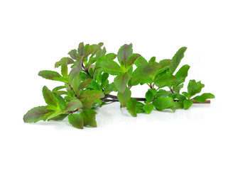 Holy basil or tulsi leaves isolated over white background