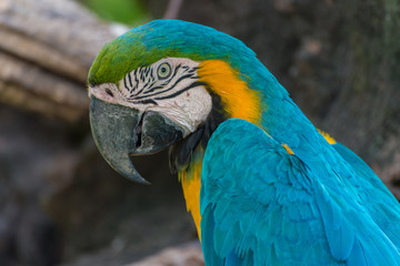 Beautiful Blue macaw Head shot