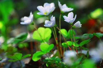 wild spring flowers