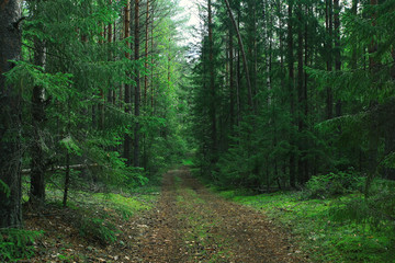 Summer dense forest landscape
