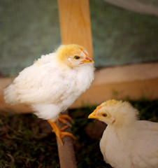 fluffy chickens