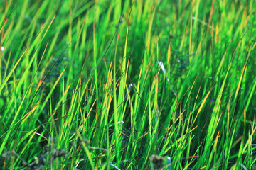 Fototapeta na wymiar Green texture of grass lawn