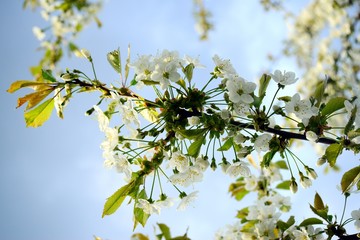 Cherry white blossom and blue sky background
