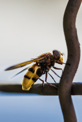 the murmur fly