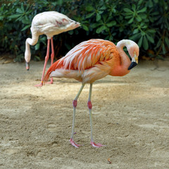Pink flamingos against green background