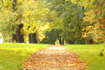 Summer in the city park landscape