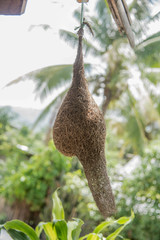 Fototapeta na wymiar skylark nests