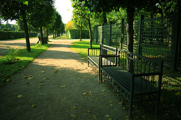 Summer in the park trees alley