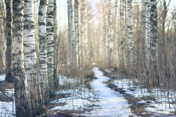 Obraz premium landscape blurred autumn forest