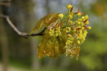 New beech leaf in morning forest