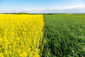 Obraz premium Young wheat and colza field large view