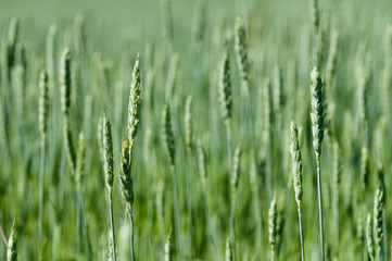 Narrow depth of green wheat field and blurred background