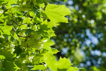 Maple tree branch with bunch of seeds, summer nature background