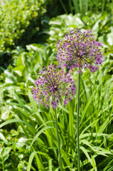 Blooming giant onion flowers (Allium Giganteum) in the garden