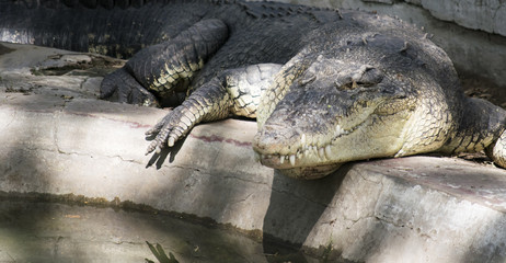 Fototapeta premium Salt water crocodile