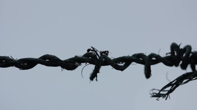 Ant on the rope, silhouette
