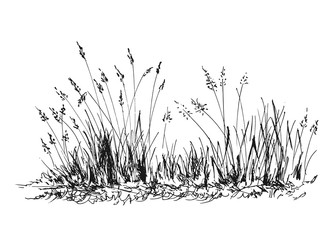 Hand sketch grass