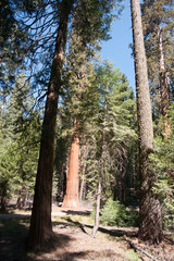 Giant Sequoia in Yosemite