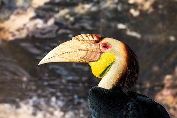 Close Up of Great Hornbill in Forrest.