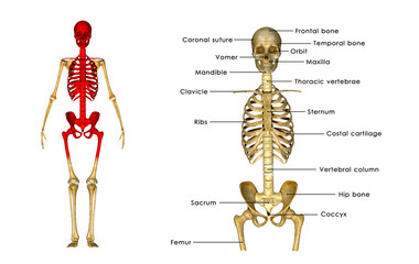 Human Skeleton