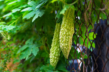 Karela bitter melon caraili against wire fence gardening