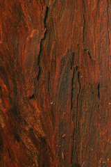 wood background texture old tree