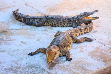 Crocodiles Mouth.