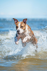 American staffordshire terrier dog running with a lot of splashing in the water among the waves of...