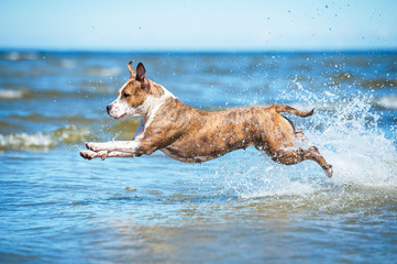 American staffordshire terrier dog running with a lot of splashing in the water among the waves of the sea