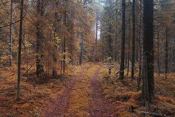 Obraz premium The path in the autumn forest