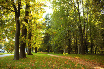 Summer in the park trees alley