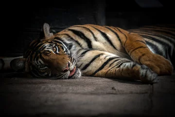 Crédence de cuisine en verre imprimé Tigre tigre du bengale endormi