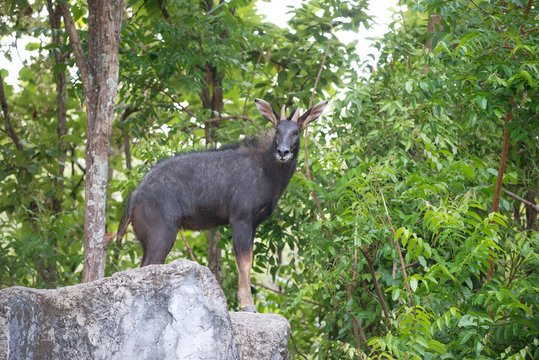 serow stanging  on the rock