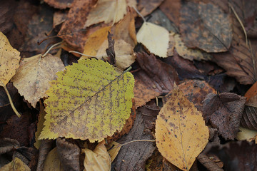 yellow autumn leaves background fall