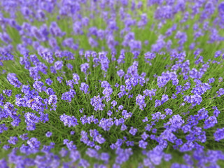 Lavendel - Tilt-Shift-Effekt