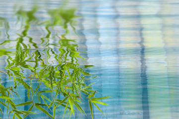 reflets de bambou sur eau calme 