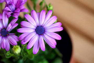 beautiful purple daisies with space for text