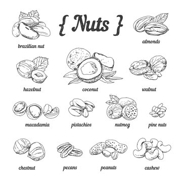 Hand sketched vector set of nuts on white background