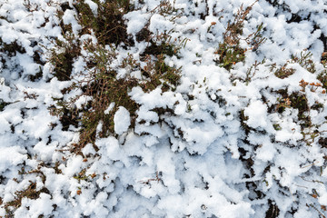 Snow layer on heather from close