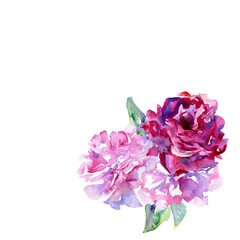 White background with violet, pink peons and copy space