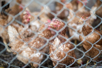 chicken in farm behind fence