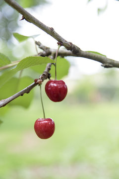 Zwei rote Kirschen am Baum