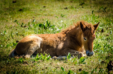 Fohlen liegt auf Wiese in der Camargue