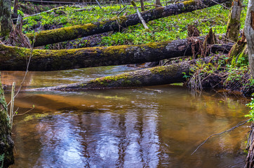 View on river in a forest